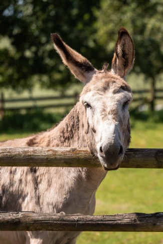 The Hop Store´s resident donkeys - Herby and Teddy