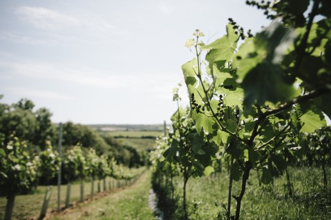 Great British vineyards