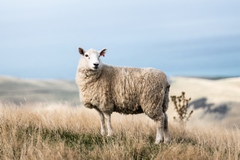 Dartmoor National Park