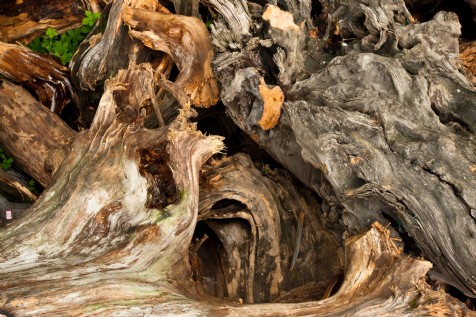 Wistman´s Wood, Dartmoor