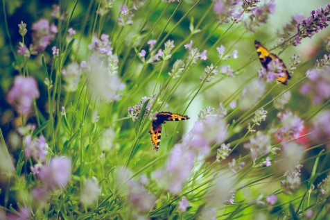 Country Gardens