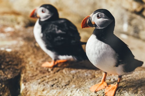Skomer Island