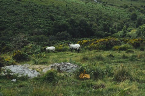 Teign Valley Spy Trail