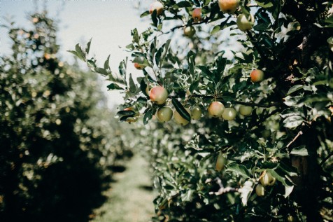 Tours at Weston cider mill
