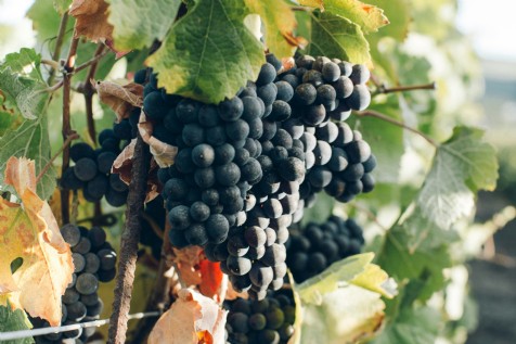 Camel Valley Vineyard