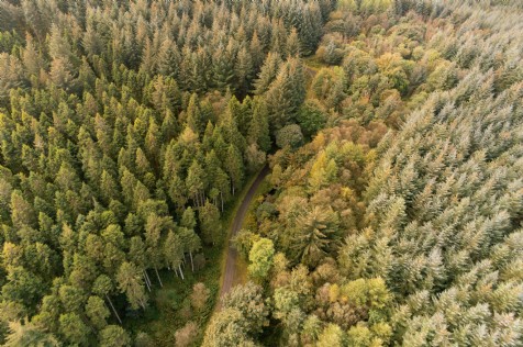 Longleat Forest