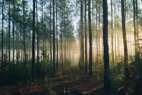 Pooh Bear Woods