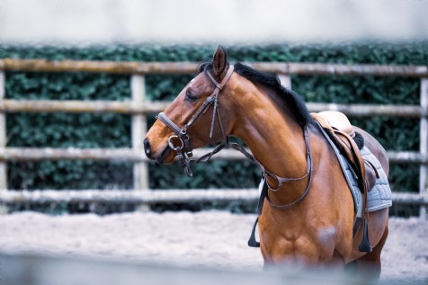 Cowdray Park Polo Club