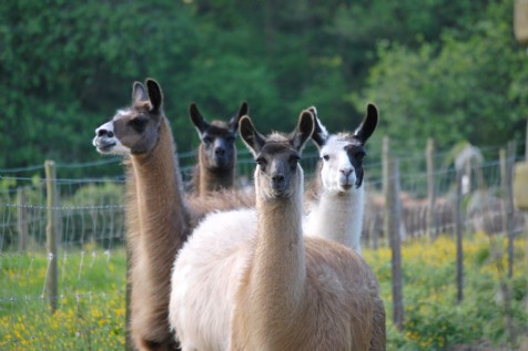 Llama Trekking