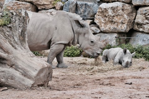 Cotswold Wildlife Park & Gardens