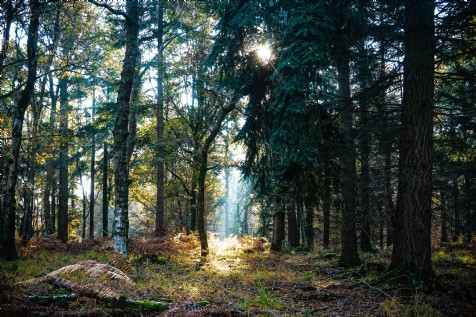 Explore The New Forest