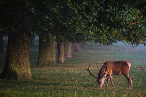 Flora and Fauna