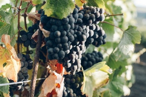 Cornish Wine Tours