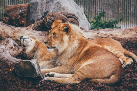 Dartmoor Zoo
