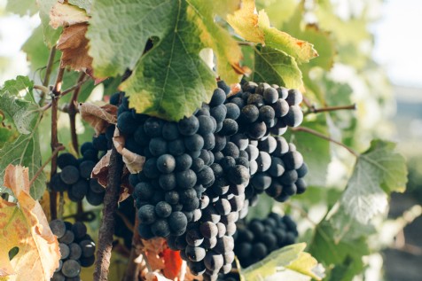 Gwinllan Conwy Vineyard