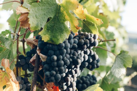 Cornish Wine Tours