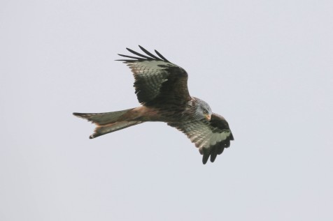 Cotswold Wildlife Park