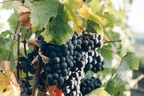 Cornish Wine Tours
