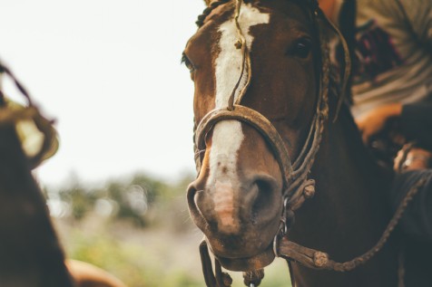 Reen Manor Riding Stables
