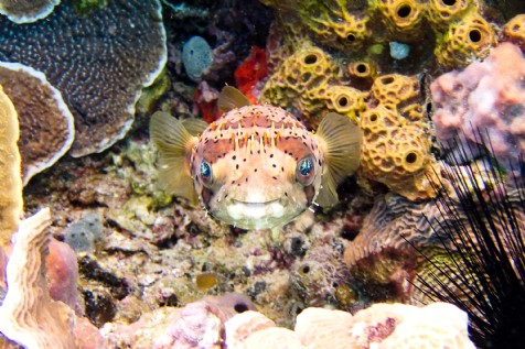 National Marine Aquarium