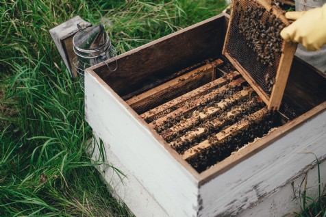 Quince Honey Farm, South Molton