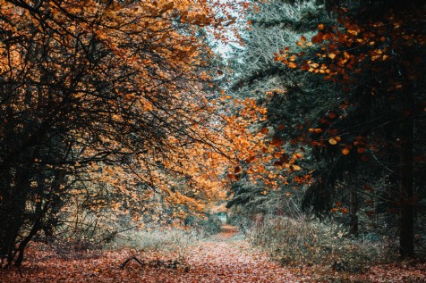 Waldron walks, Waldron