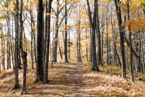Sandstone Trail, Taporley