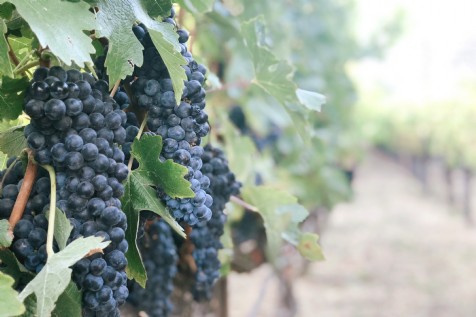 Wine Tasting with Charlie Womersley, Whittington