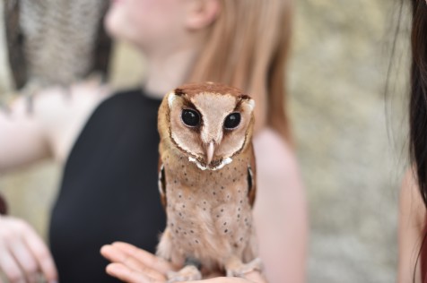 Exmoor Owl & Hawk Centre, Minehead