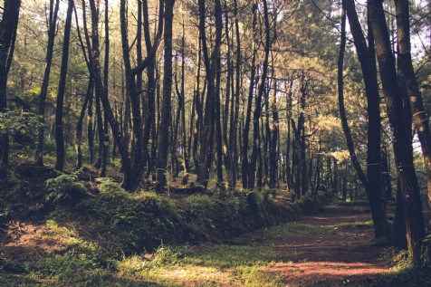 Woodland Walks