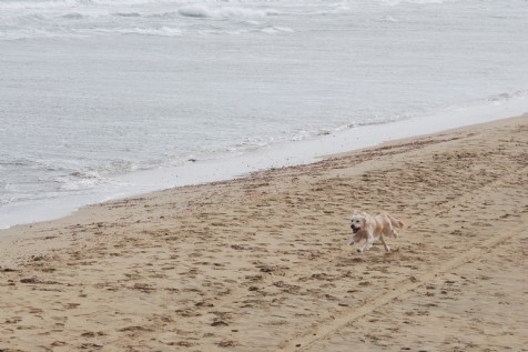 Camber Sands