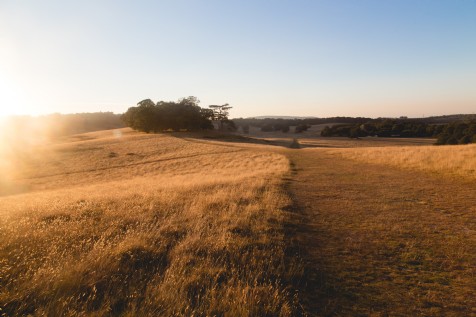 Petworth House and Park