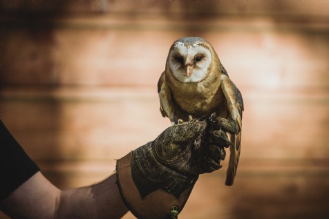 Small Breeds Farm Park and Owl Centre, Kington