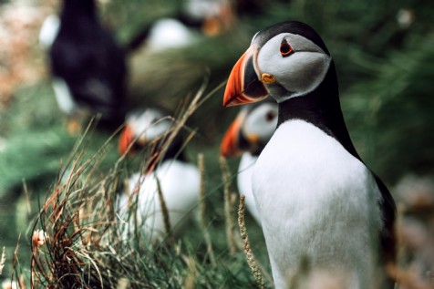Lundy Island